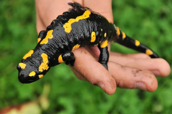 Salamandra Fogo Mão Menino — Fotografia de Stock