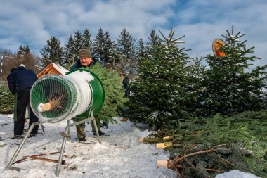 Gablitz 'de Noel ağacı pazarı ve satışı