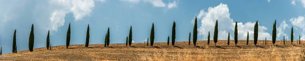 Sklizená Pšeničná Pole Oraná Pole Cypřiše Krajina Poblíž Montalcina Provincie — Stock fotografie