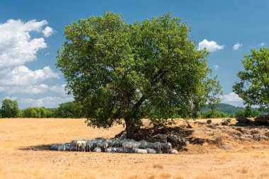 herd of sheep gather in shade of olive tree in Tuscany, Italy clipart