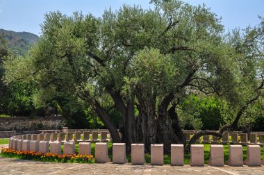 Oldest olive tree in Montenegro. Over 2000 years old olive tree located near city Bar in Montenegro. Old olive tree in Mirovice district in town of Bar, Montenegro. It is considered now oldest in Europe, has age of more than 2000 years