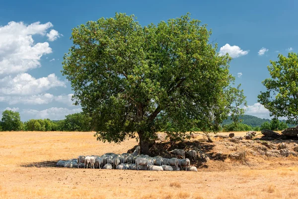 Стадо Овец Собирается Тени Оливкового Дерева Тоскане Италия — стоковое фото