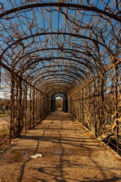 Stromový Tunel Růžový Gardeb Schonbrunnroyal Parku Vídni Během Zimního Období — Stock fotografie