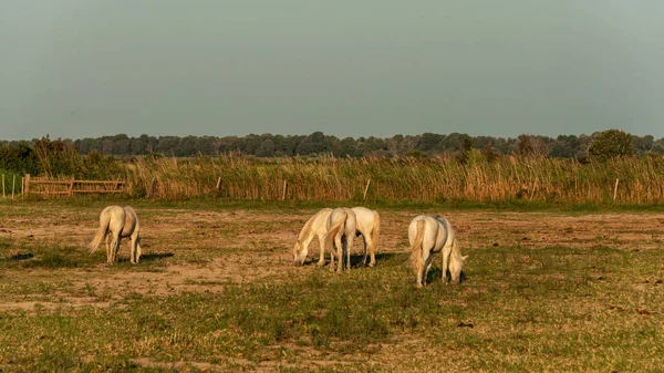 Los Famosos Caballos Blancos Camarga Sol Madrugada — Foto de Stock