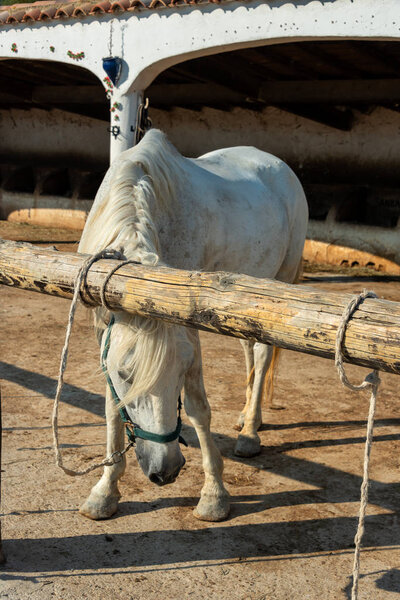 Wild White Camargue Horses standing in a stable in the Regional Park of the Camargue 