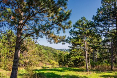 Viyana yakınlarındaki Viyana ormanlarında çam ağaçları