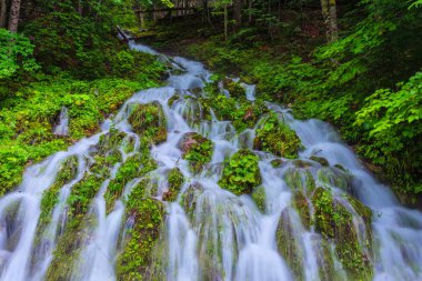 Avusturya 'daki Gosaulake Ulusal Parkı' nda çağlayan şelaleler