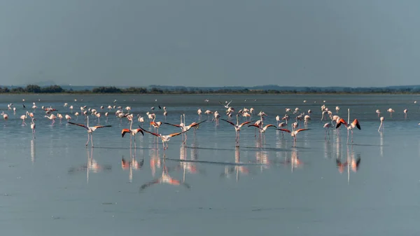 Wildlife Greater Flamingos Phoenicopterus Roseus Badlands Camargue South France — стокове фото