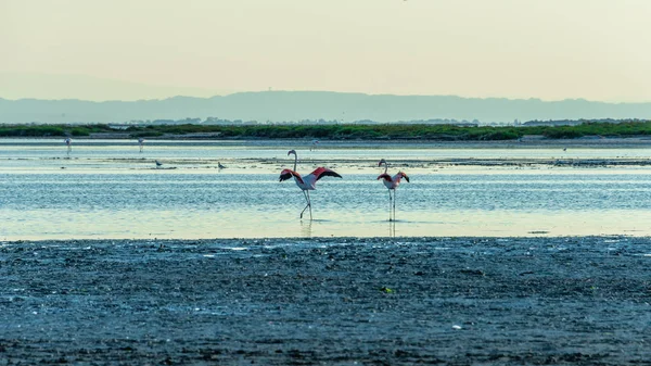 Wildlife Greater Flamingos Phoenicopterus Roseus Badlands Camargue South France — стокове фото