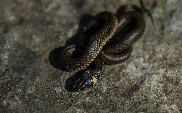 小埃斯卡拉皮蛇 Elaphe Longissima或Zamenis Longissimus 是一种大型的细长无毒蛇 — 图库照片