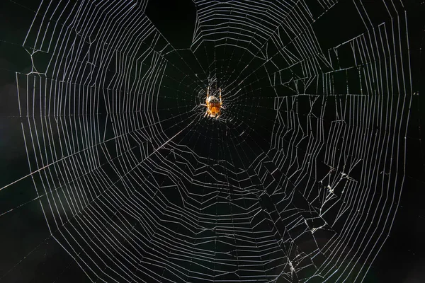 Μια Αράχνη Στον Κήπο Στο Τέλειο Δίχτυ Της — Φωτογραφία Αρχείου