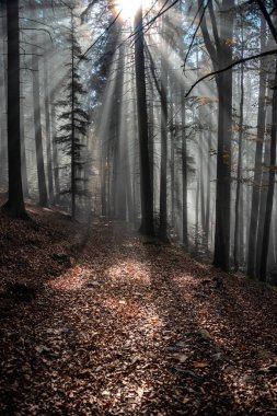 Kış sisli mistik orman, ağaçların silueti