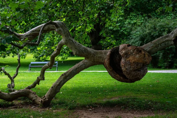 Graz Daki Egenberg Kalesi Nin Parkında Tuhaf Şekillenmiş Bir Ağaç — Stok fotoğraf