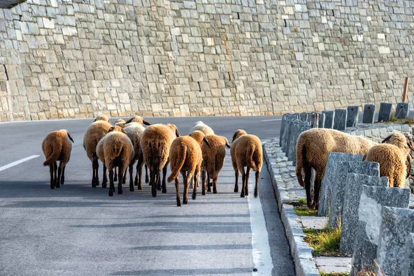 グロズグロッカーの有名な高山道路の真ん中に羊の群れ — ストック写真