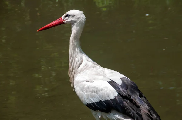 Stork Walking Pond Burgenland Αυστρία — Φωτογραφία Αρχείου