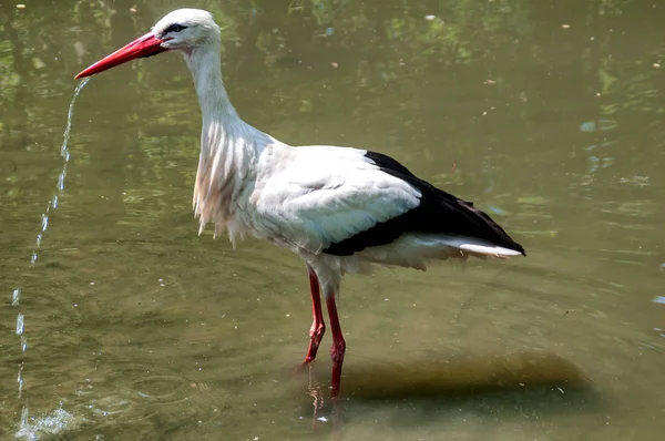 Stork Walking Pond Burgenland Αυστρία — Φωτογραφία Αρχείου