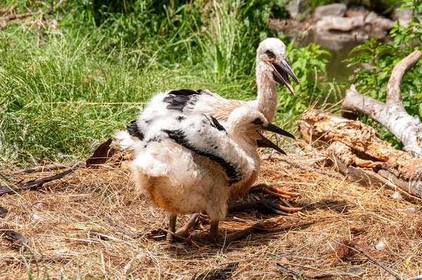 Λευκά Stork Μωρά Στη Φωλιά Περιμένουν Για Πουλί Μητέρα — Φωτογραφία Αρχείου
