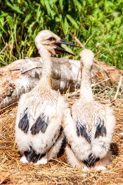 Λευκά Stork Μωρά Στη Φωλιά Περιμένουν Για Πουλί Μητέρα — Φωτογραφία Αρχείου