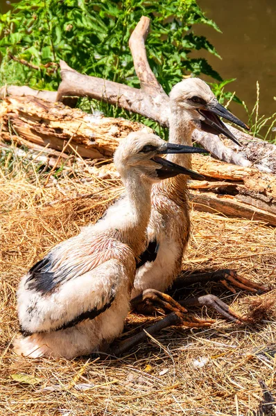 Cicogna Bianca Neonati Nido Attesa Mamma Uccello — Foto Stock