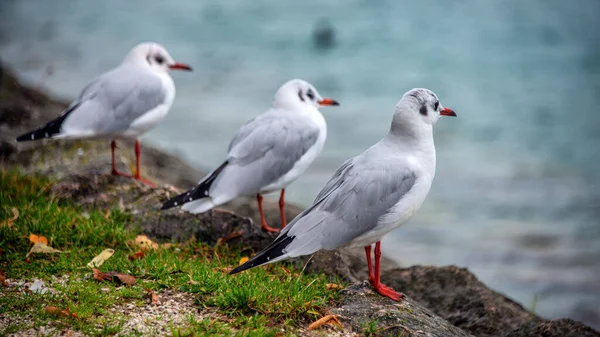 Impressons Attersee Autriche Mouettes Assises Bord Lac — Photo