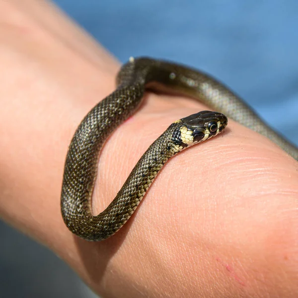 Aesculap Rat Snake Zamensis Longissimus Kertben Ausztria — Stock Fotó