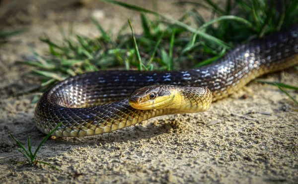 Aesculap Rat Snake Zamensis Longissimus Garden Austria — Foto de Stock