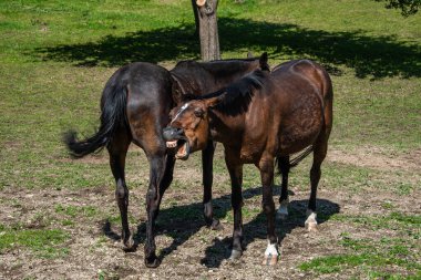 Avusturya 'da Gülen Atlar