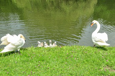 Yaz mevsiminde Claer Gölü 'nde Kuğu Ailesi. Laxenburg' daki Royal Park 'ta.