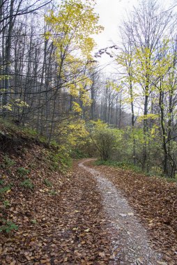Ormanda ve dağda sonbahar