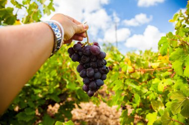 Kıbrıs 'ta saatli bir kadın koyu üzüm taşıyor