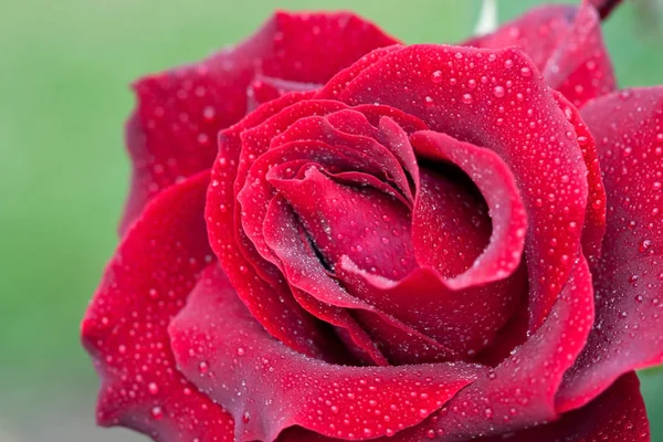 Yağmur damlaları ile gül çiçeği