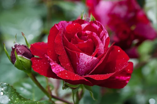 Rosas frescas en flor en el jardín de verano — Foto de Stock
