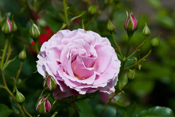 Flor de rosa floreciendo en verano — Foto de Stock