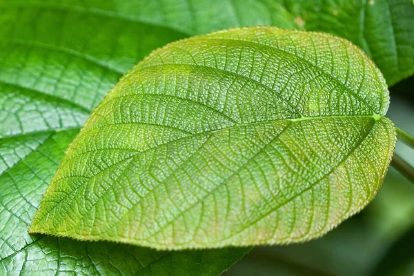 Une partie des feuilles tropicales graan — Photo