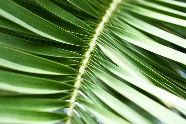 Część z liści palmowych — Zdjęcie stockowe
