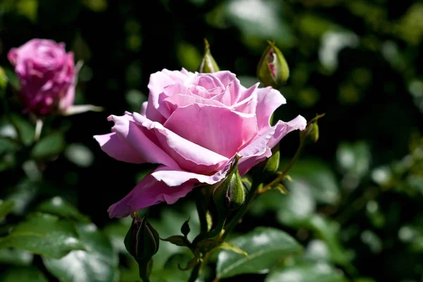 A nyáron virágzó Rózsa virág — Stock Fotó