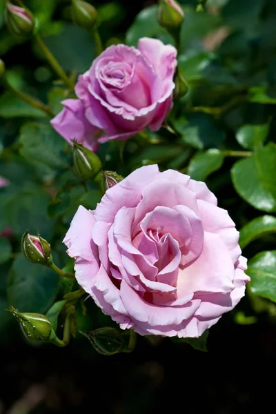 Természetes környezet, gyönyörű rózsák kertjében — Stock Fotó