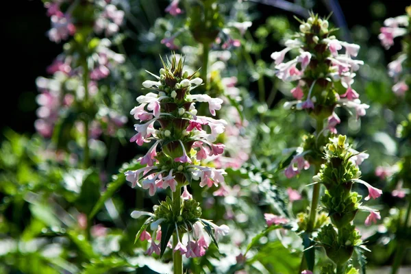 Zomer bloemen weide — Stockfoto