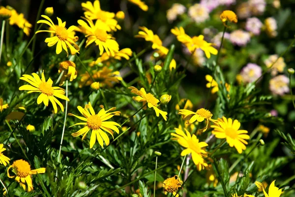 Prairie de fleurs d'été — Photo