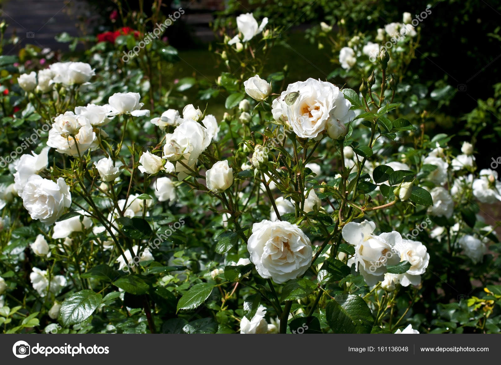 Natural Rose Flower Garden Wallpaper | Best Flower Site