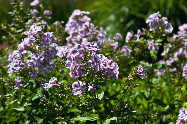 夏の花の草原 — ストック写真