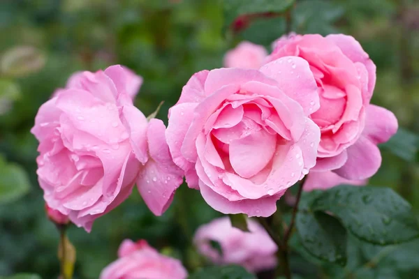 Flor de rosa floreciendo en verano — Foto de Stock
