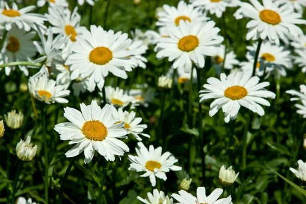 Alan yaz çiçek — Stockfoto