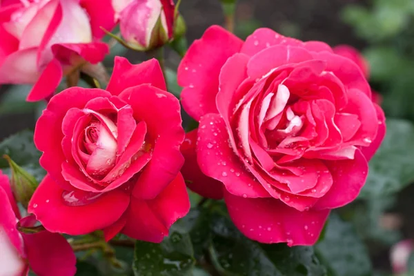 Flor rosa con gotas de lluvia — Foto de Stock