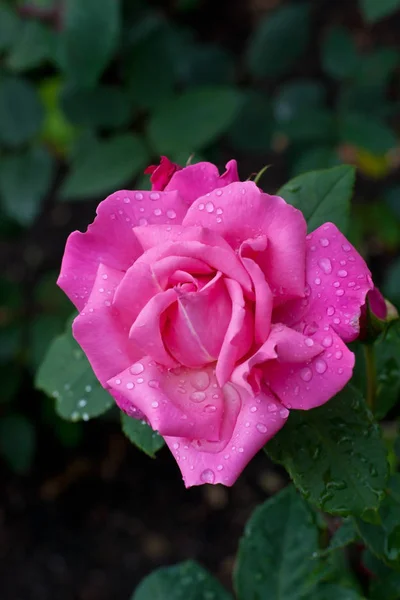 Flor de rosa floreciendo en verano — Foto de Stock