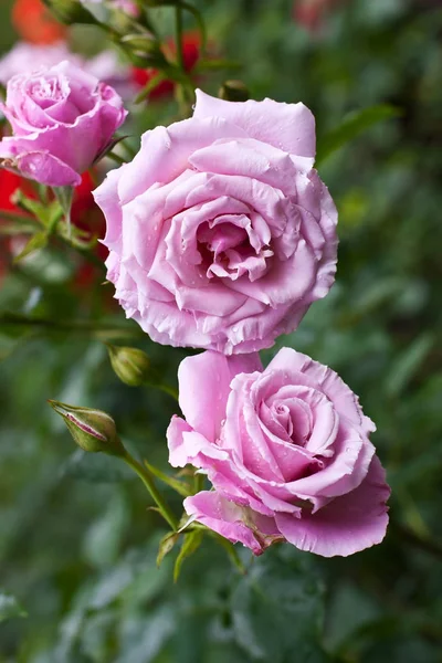 Fiore di rosa fioritura in estate — Foto Stock