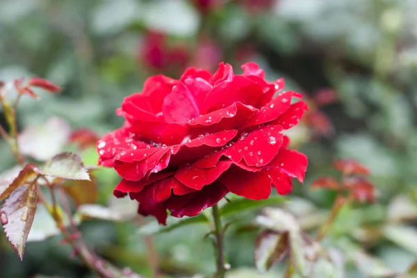 Flor rosa con gotas de lluvia — Foto de Stock