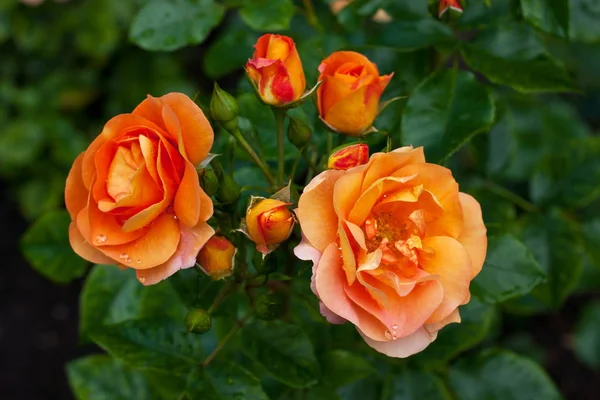 Gül Bahçe, yaz arka plan