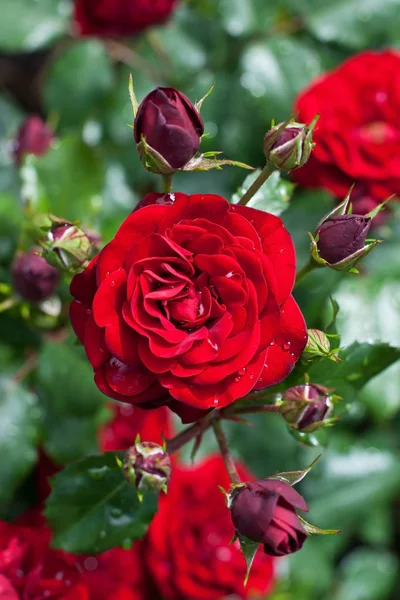 Jardín de rosas, fondo de verano — Foto de Stock