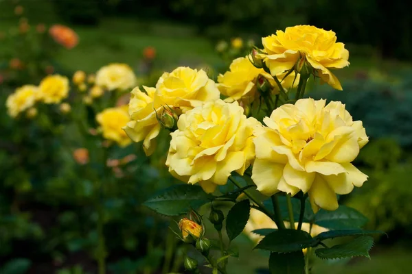 Rosengarten, Sommer Hintergrund — Stockfoto